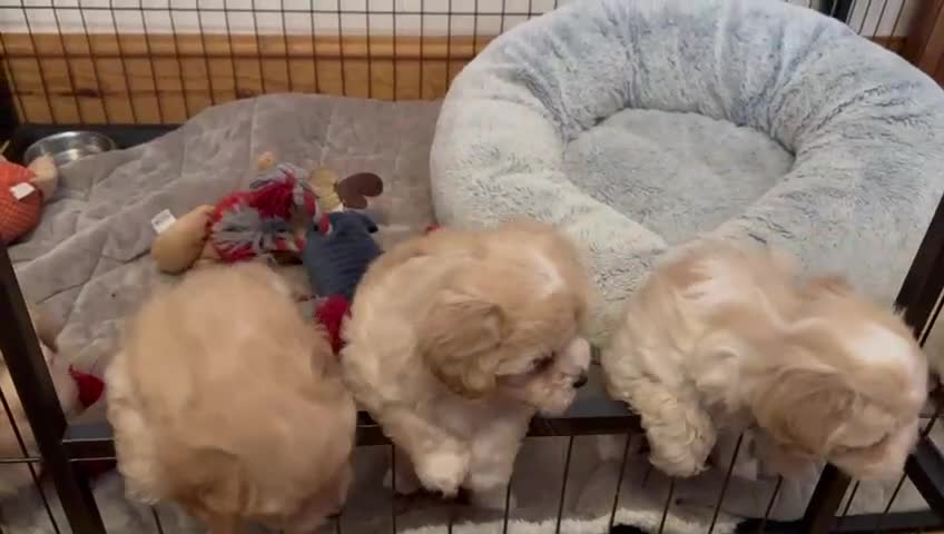 Maltipoo dogs for sale: Adorable Red & Biscuit Girl Maltipoo Puppies in Battle - Video 3