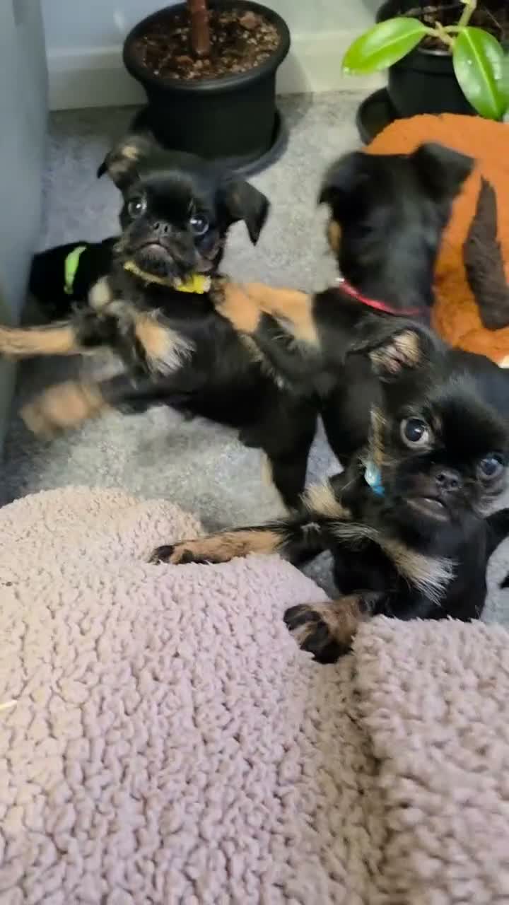 Griffon Bruxellois dogs for sale: Stunning Griffon Bruxellois puppies KC registered - Video 2