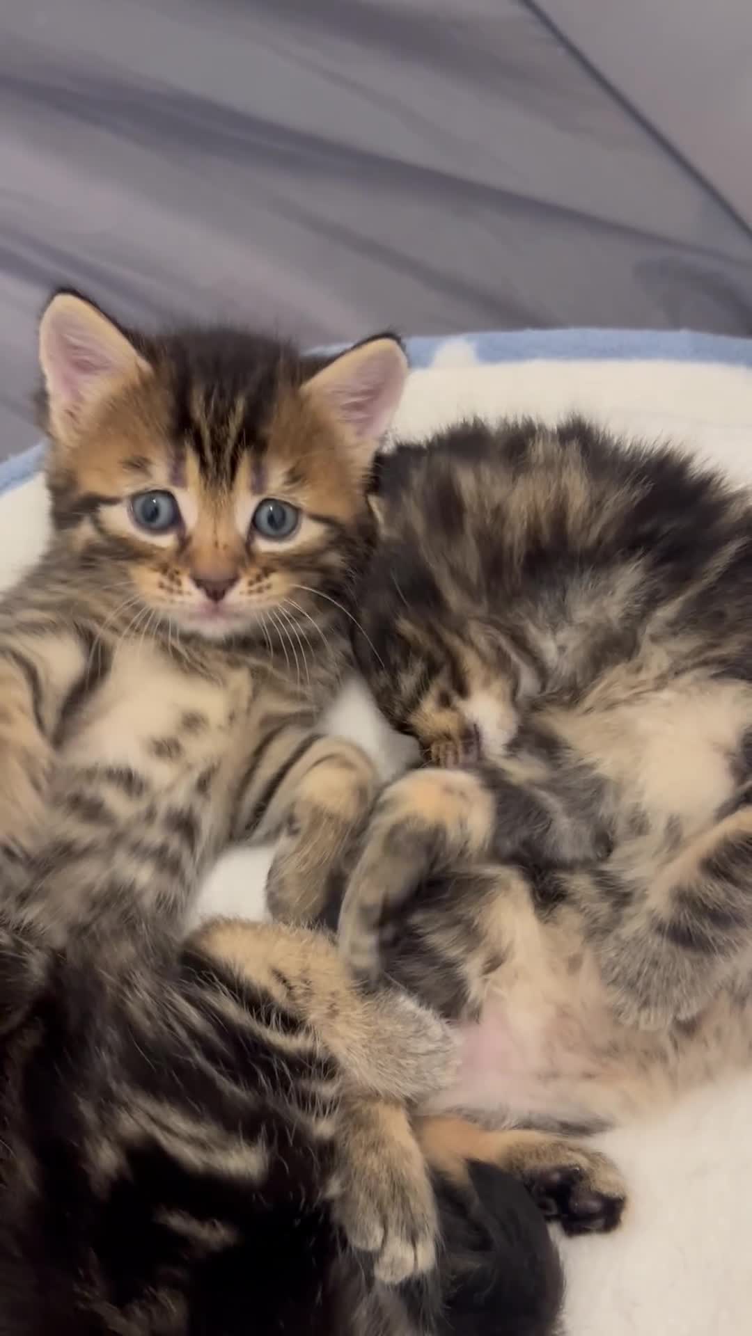 Mixed Breed cats for sale: Beautiful fluffy tabby’s  - Video 1