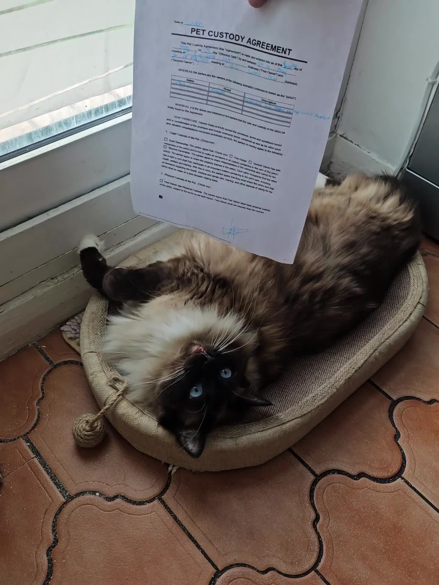 Ragdoll cats for sale: Beautiful Blue-Eyed Ragdoll for forever home in Dagenham - Video 1