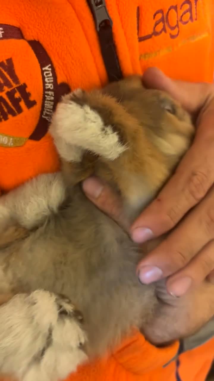 Mini Lop rabbits for sale: Beautiful 5-Month-Old Mini Lop Rabbit in Carlisle - Video 1