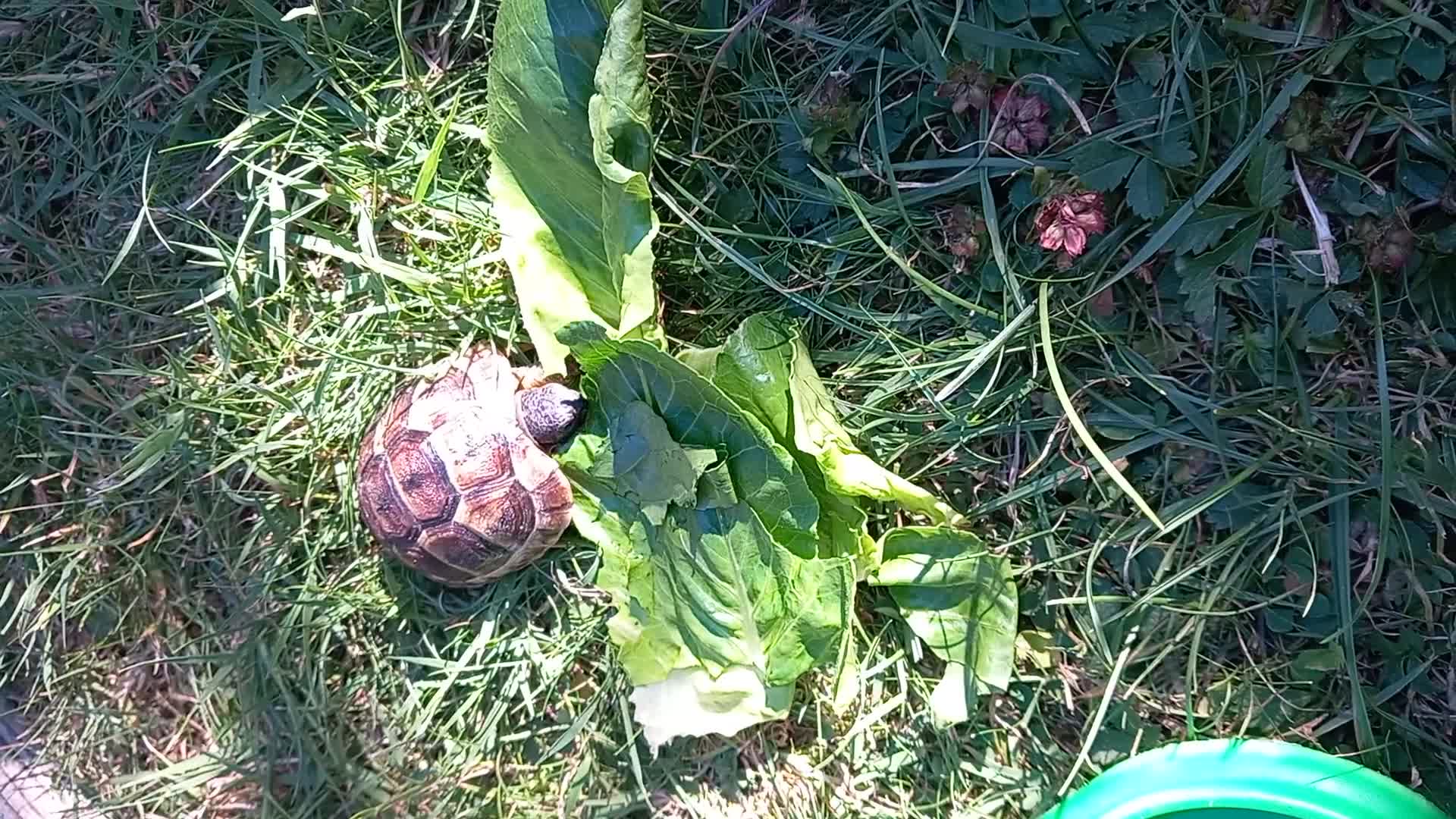 Tortoise reptiles for sale: Spur Thigh tortoise  in Swanley - Video 1
