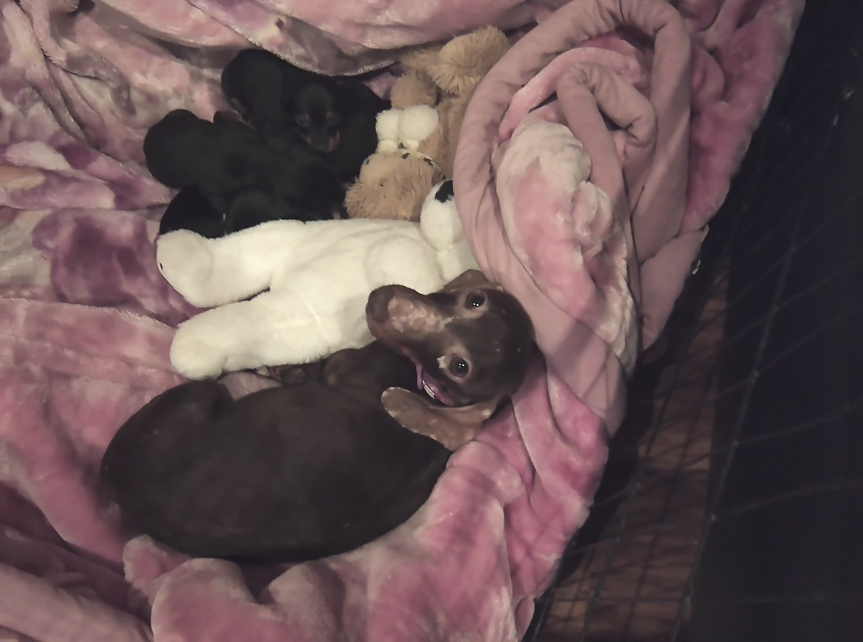 Miniature Dachshund dogs for sale: BEAUTIFUL MINIATURE DACHSHUND PUPPIES  - Video 1