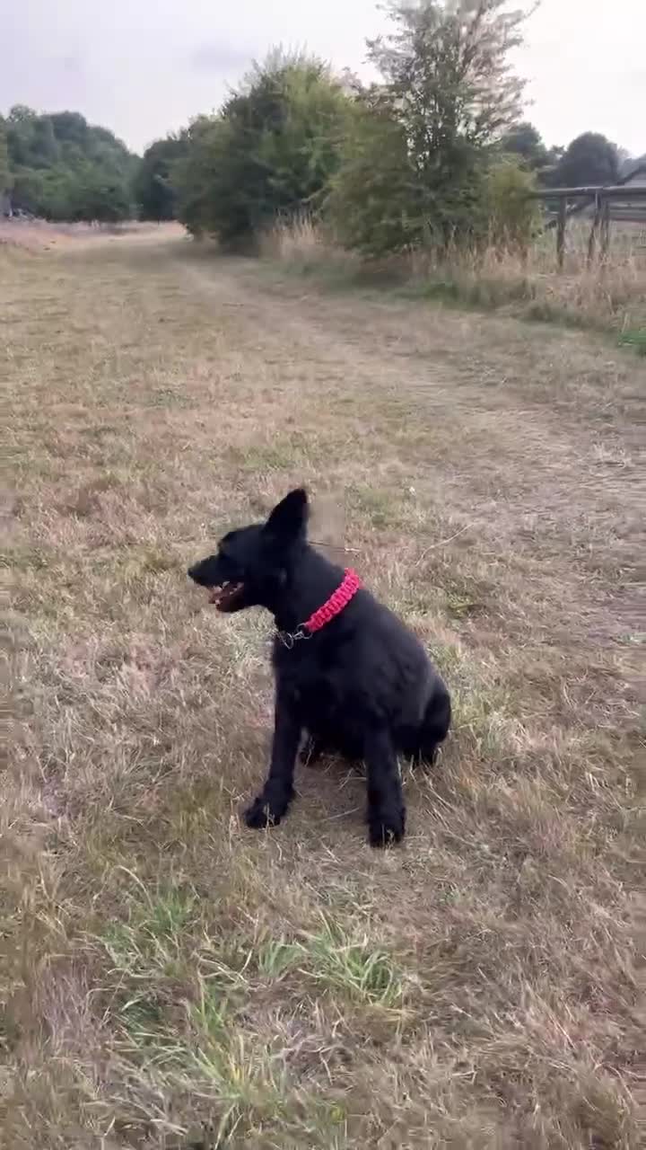Mixed Breed dogs for adoption: Sweet Snaci looking for LOVE in Salisbury - Video 2