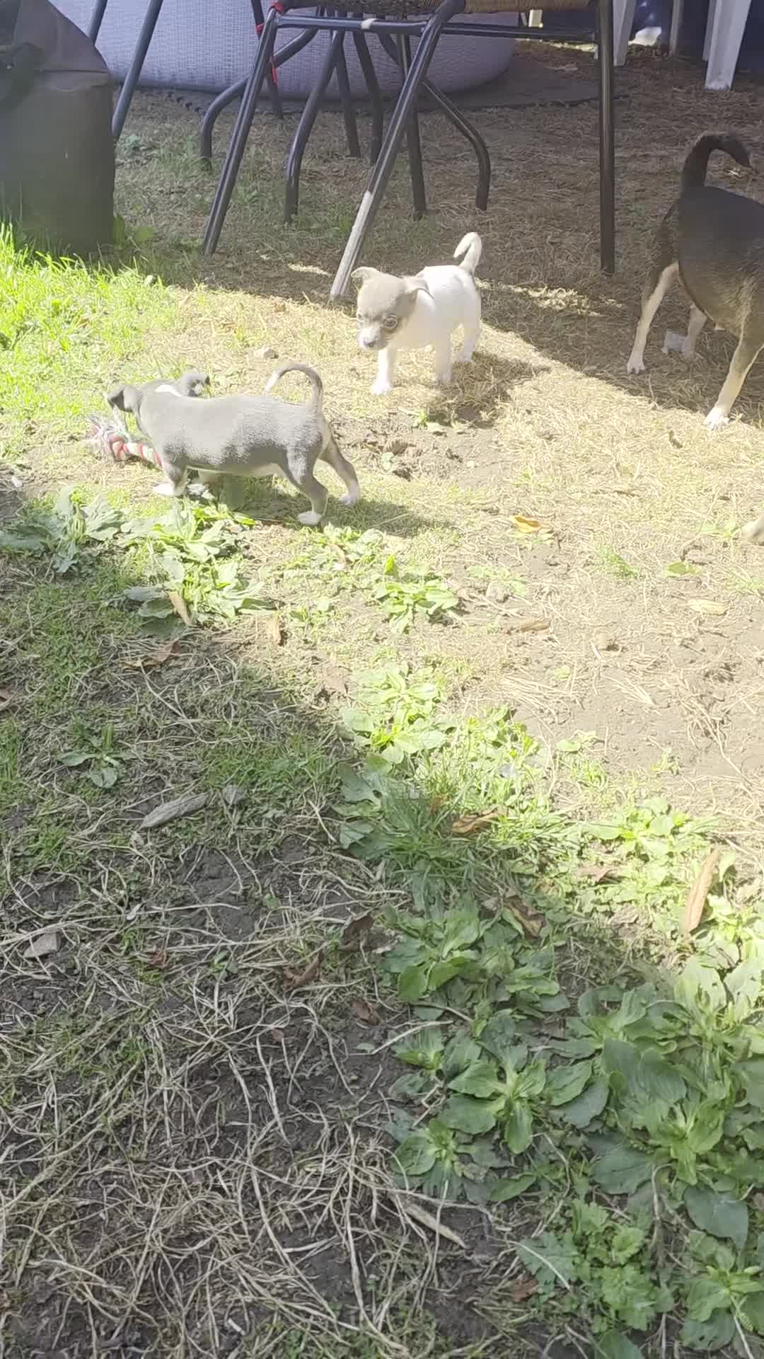 Chihuahua dogs for sale: Puppys in Wigan - Video 1