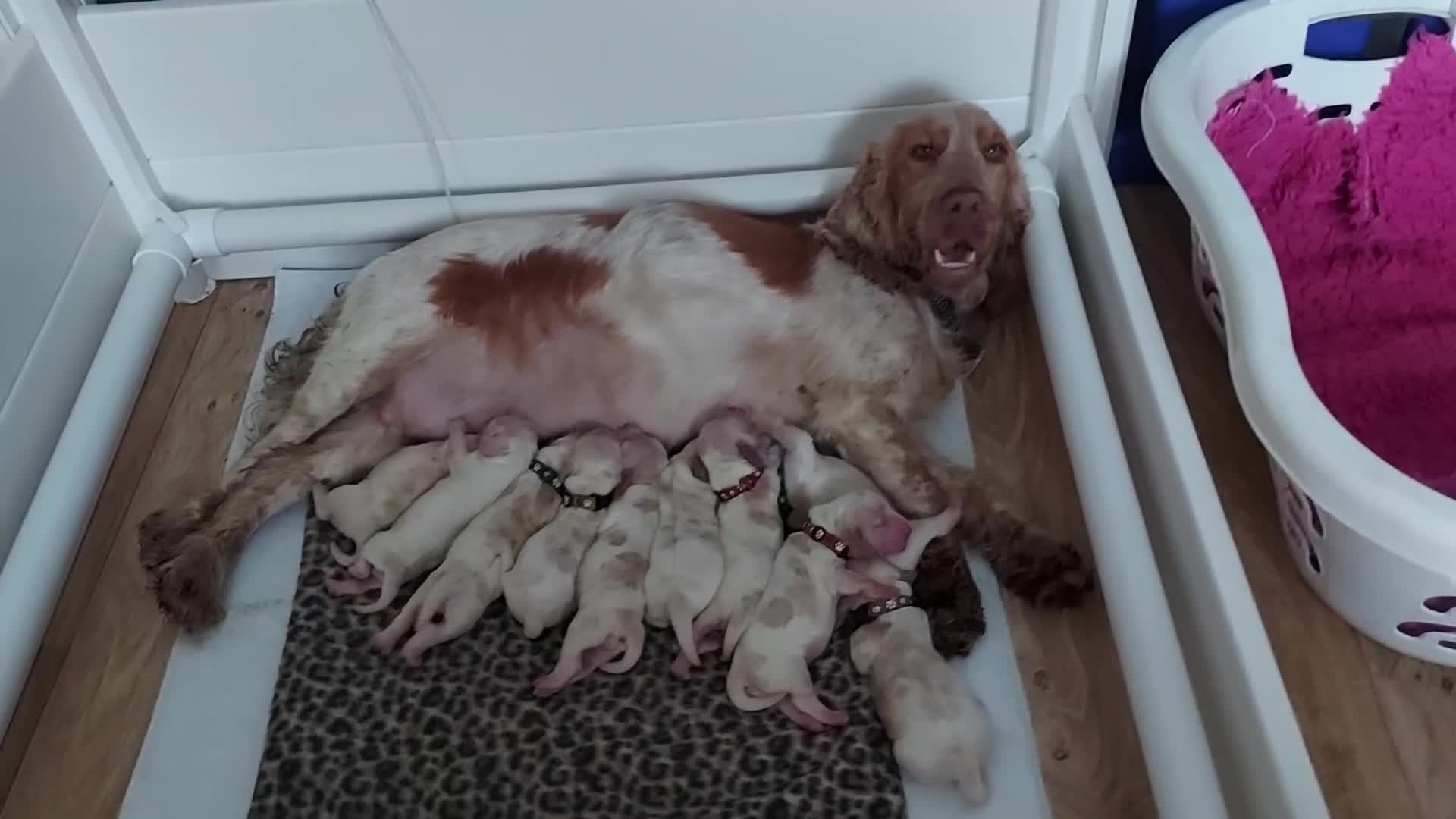 Cocker Spaniel dogs for sale: KC REG SHOW TYPE COCKER SPANIEL - Video 1