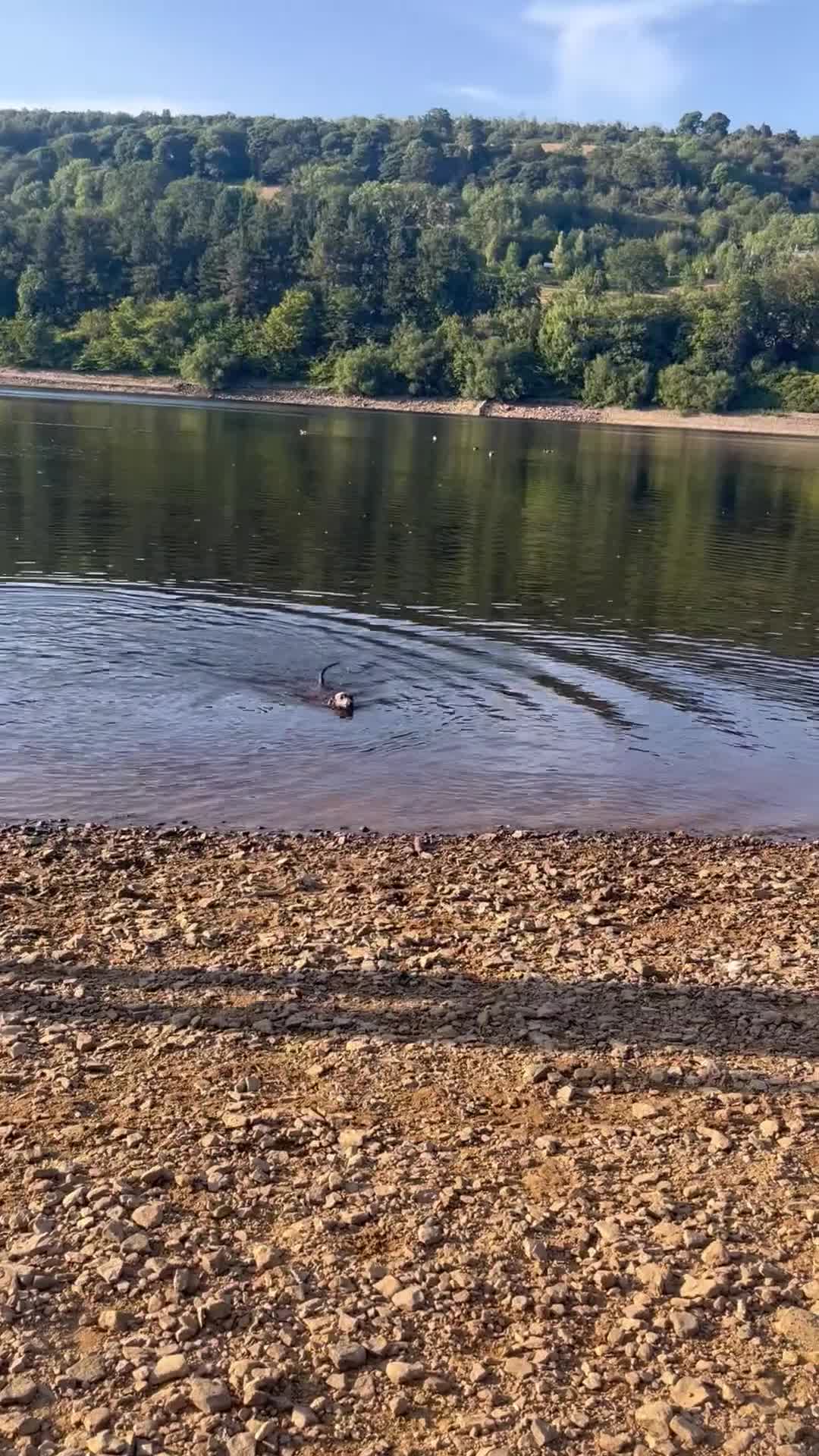 Miniature Dachshund dogs for sale: 11 month old, miniature, brindle dachshund  in Rotherham - Video 1