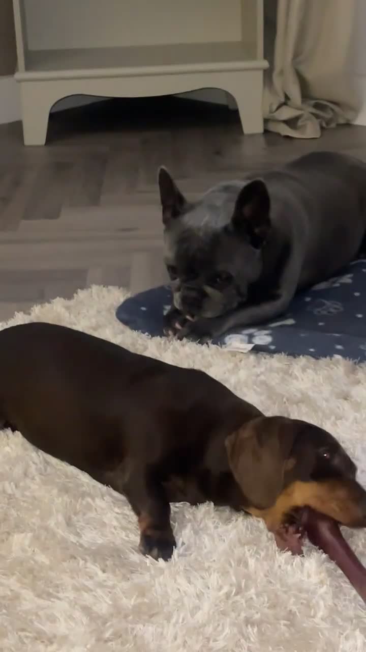 Miniature Dachshund dogs for sale: Miniature dachshound  - Video 2
