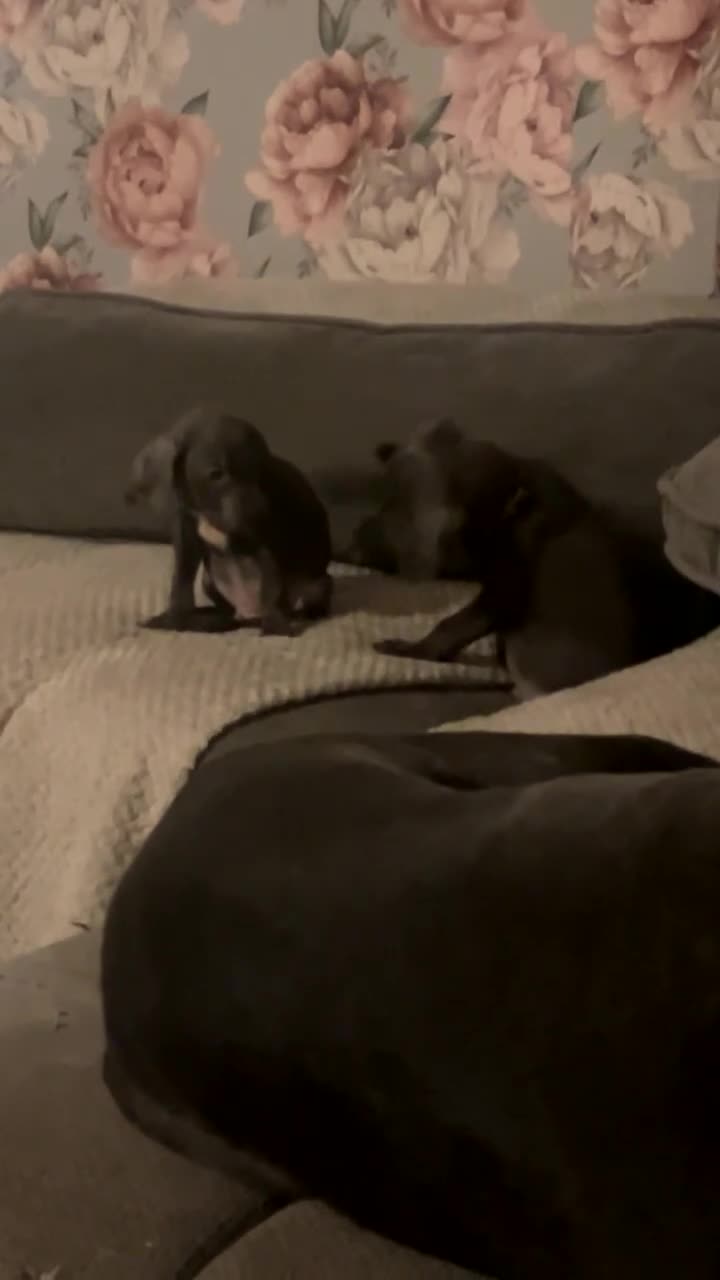 Cane Corso dogs for sale: cane corso puppies🐾 - Video 1