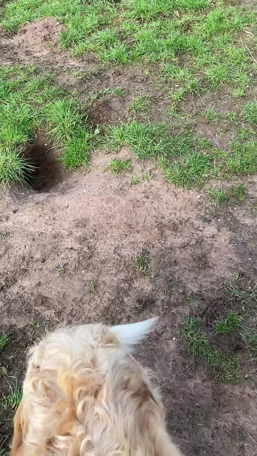 Border Collie dogs for sale: Pure border collie adult - Video 1