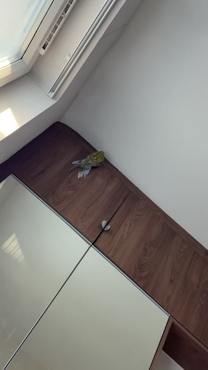 Parrots birds for sale: Beautiful pair of Rosella Parrots in Newport - Video 2