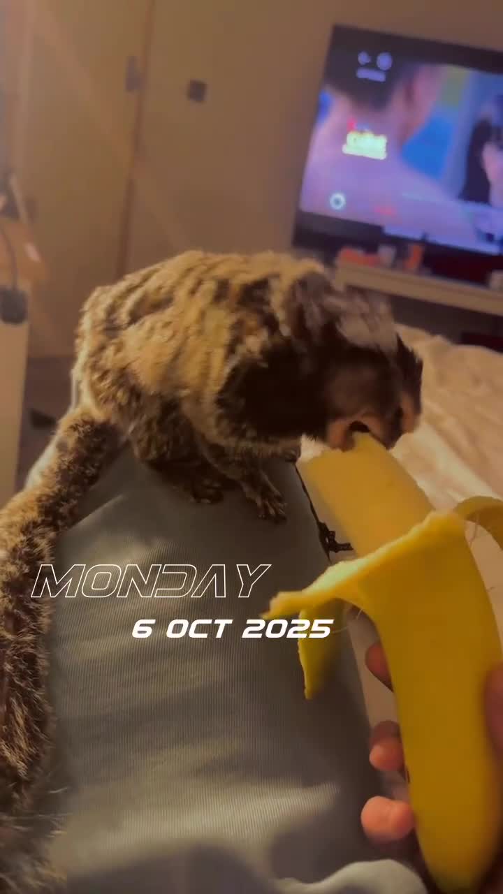 Mixed Breed livestock for sale: Momerset monkey  - Video 1