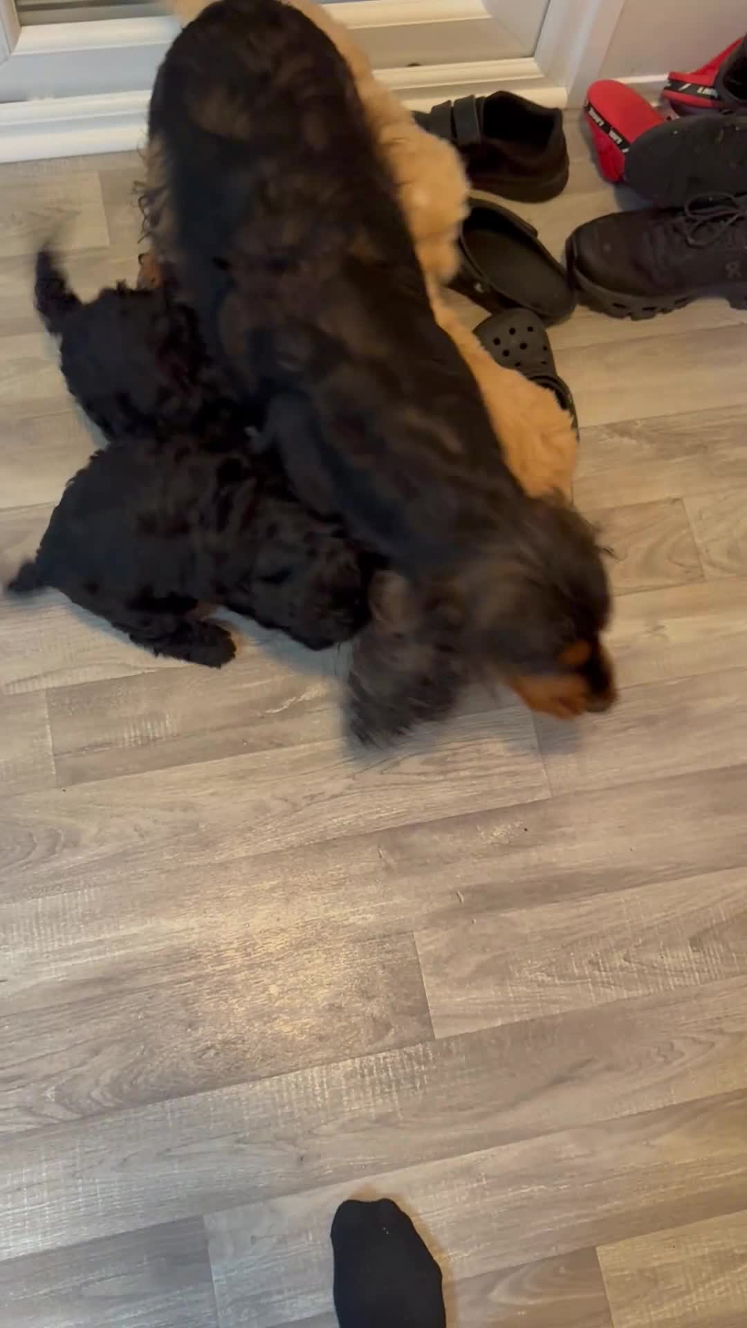 Cockapoo dogs for sale: Cockapoo puppies - Video 1