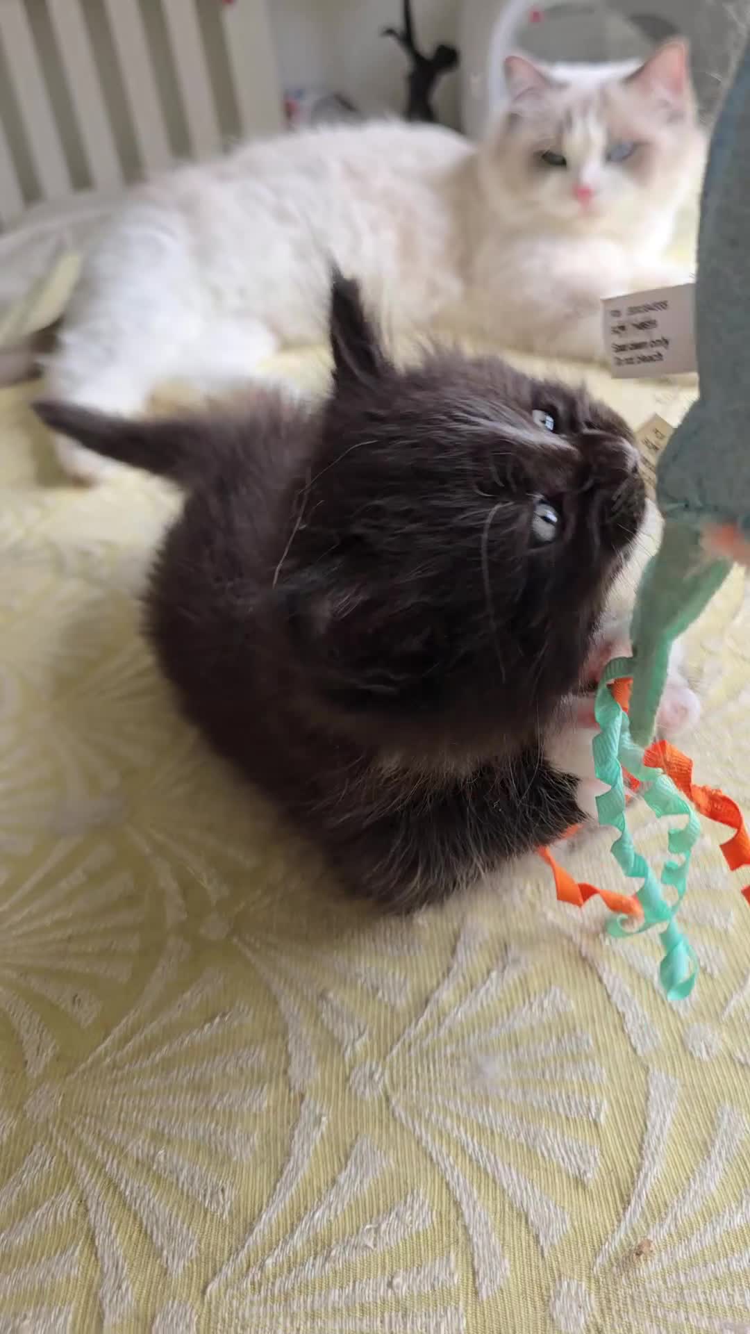 Mixed Breed cats for sale: Ragdoll/Maincoon mix - Video 2