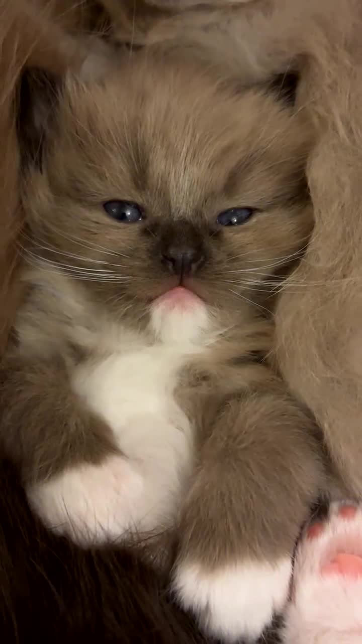 Ragdoll cats for sale: 2 Elegant Champion Bloodline Siblings  - Video 4