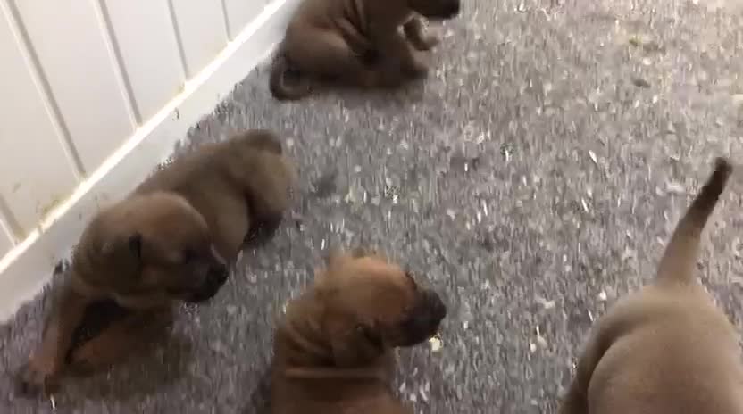 Boerboel dogs for sale: QUALITY NABBR REGISTERED PUPS!  - Video 1