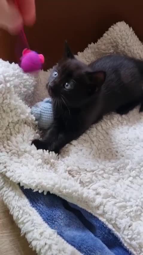 Domestic Shorthair cats for sale:  Rescued at Two Days Old  - Video 2
