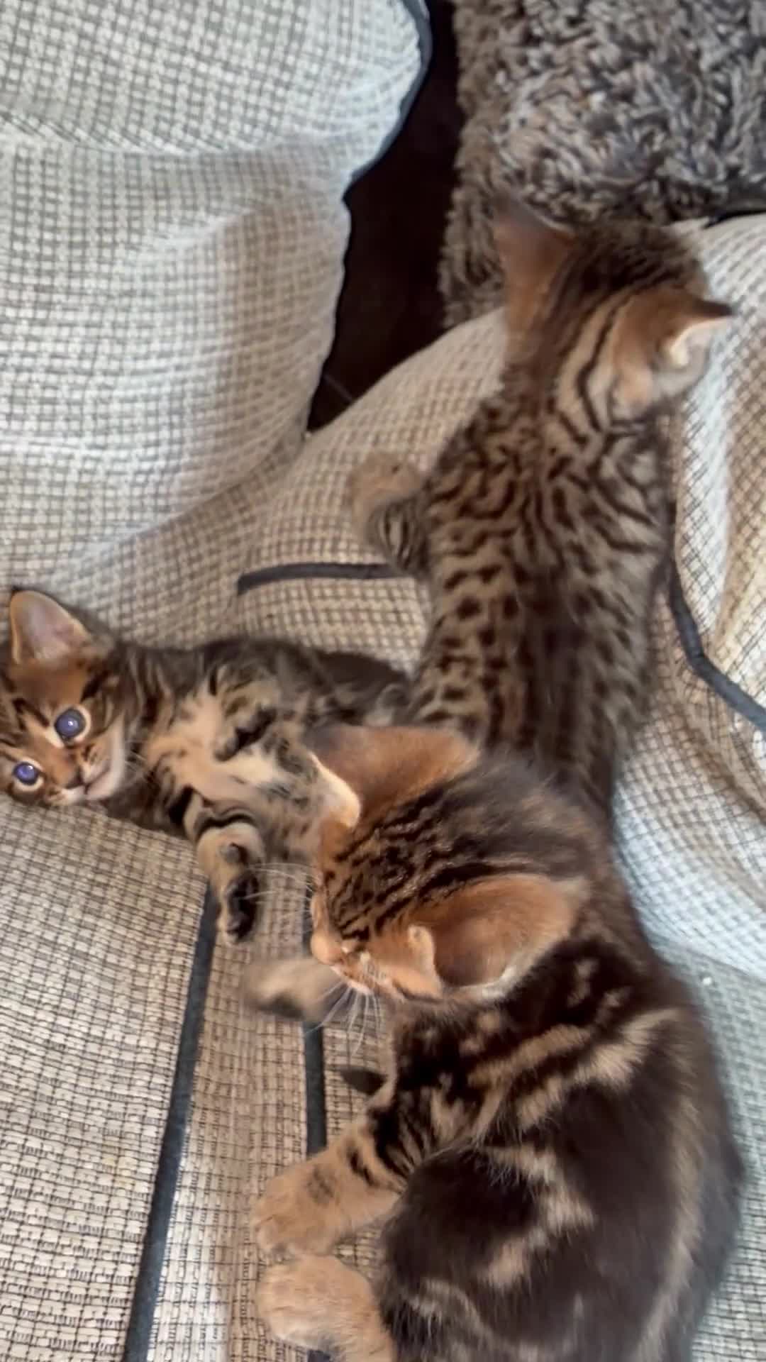 Mixed Breed cats for sale: Bengal x Maine coon kittens  in Rugeley - Video 1