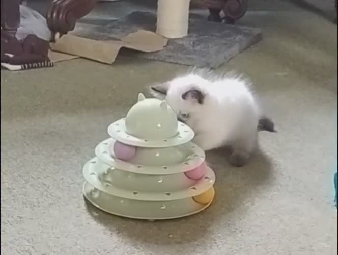 Ragdoll cats for sale: Pure bred Ragdolls need loving homes - Video 1