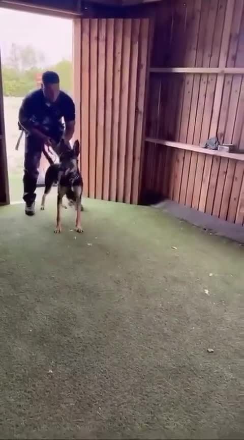 Belgian Shepherd Dog dogs for sale: 2.5 years old fully trained PP herder. - Video 1