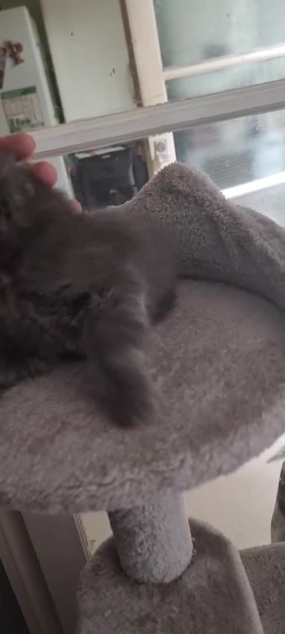 Mixed Breed cats for sale: Loving kittens for sale - Video 1