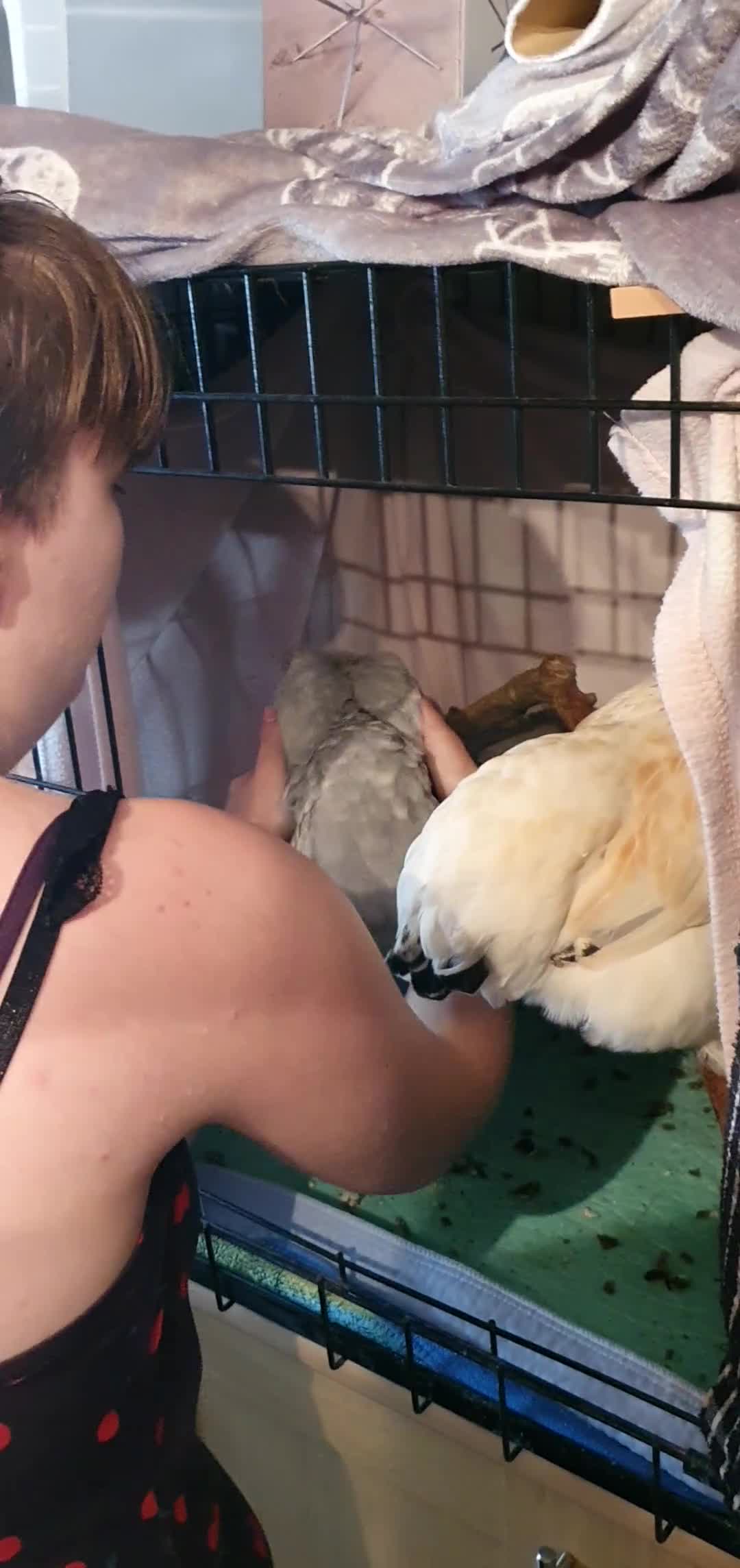 Chickens poultry for sale: Pet pekin bantams cross in Burry Port - Video 2