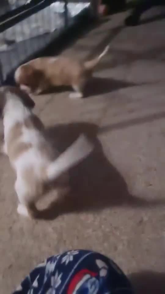 Cavalier King Charles Spaniel dogs for sale: Beautiful Blenheim puppies - Video 1