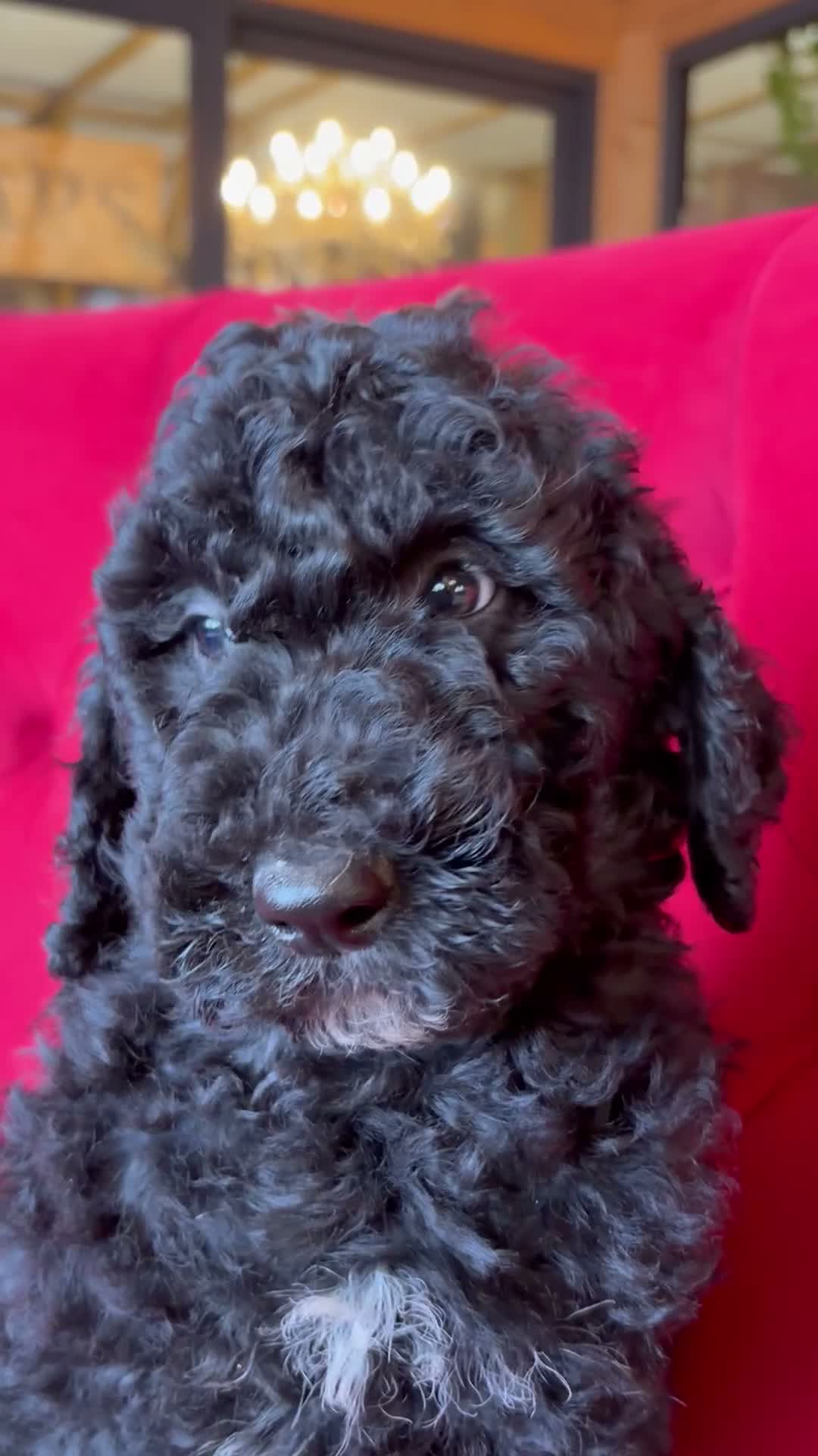 Bernedoodle dogs for sale: Ultra Bernedoodle 75% Bernese 25% Poodle - Video 2