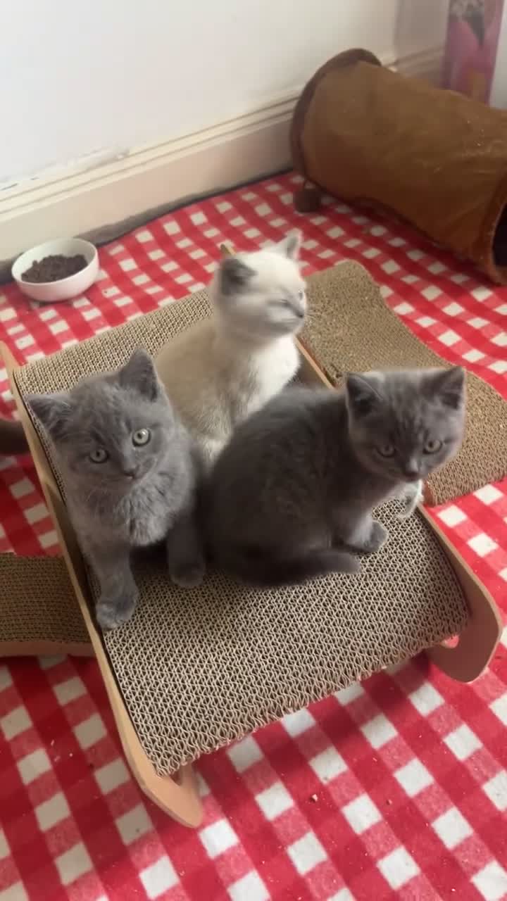 British Shorthair cats for sale: British short hair  in Keighley - Video 1