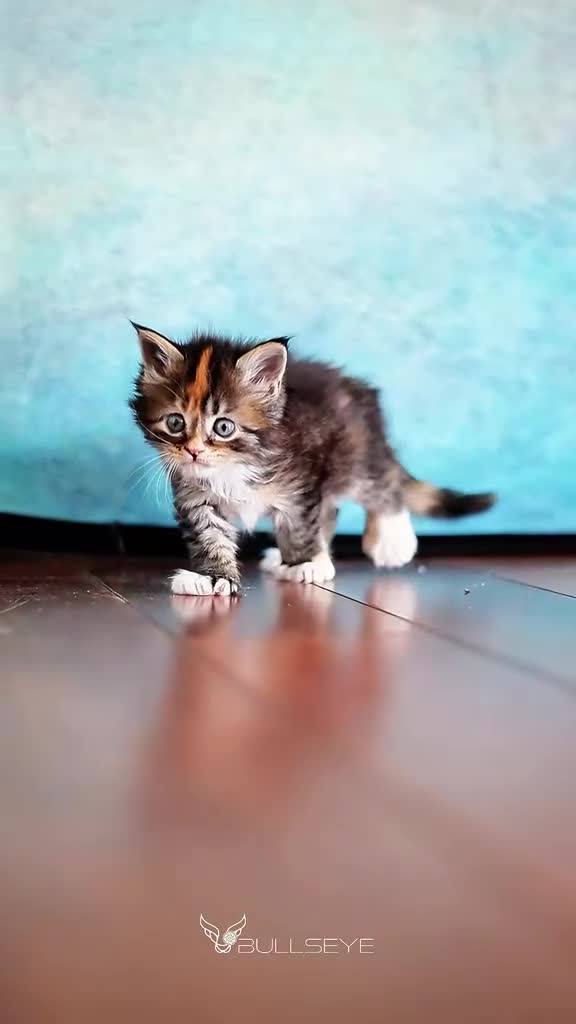 Maine Coon cats for sale: *All reserved* - Video 2