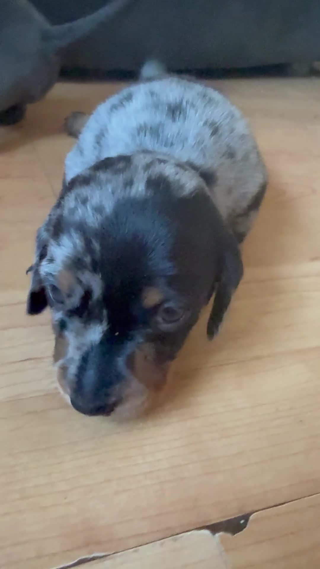 Miniature Dachshund dogs for sale: Miniature dachshund pups - Video 1