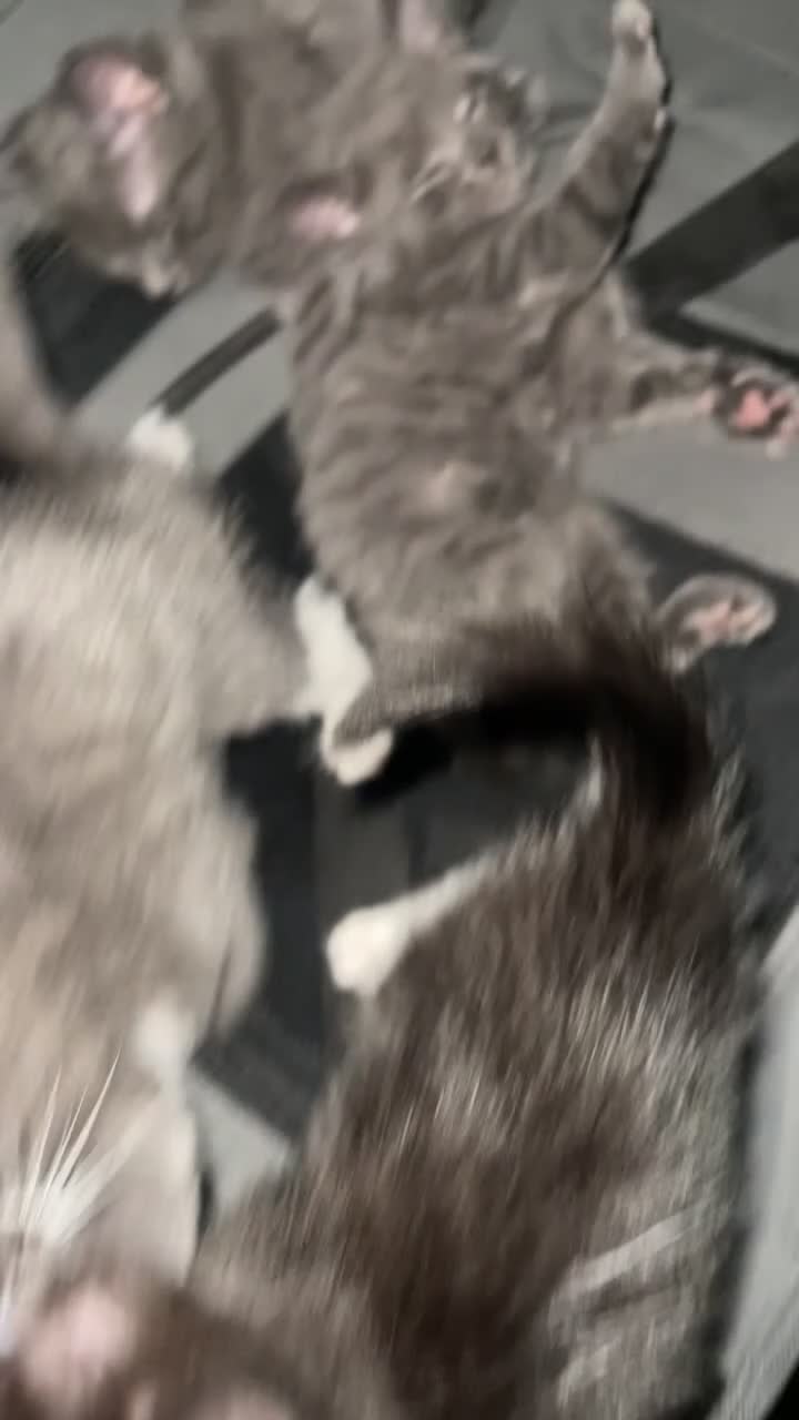 Russian Blue cats for sale: Russian blue mixes - Video 2