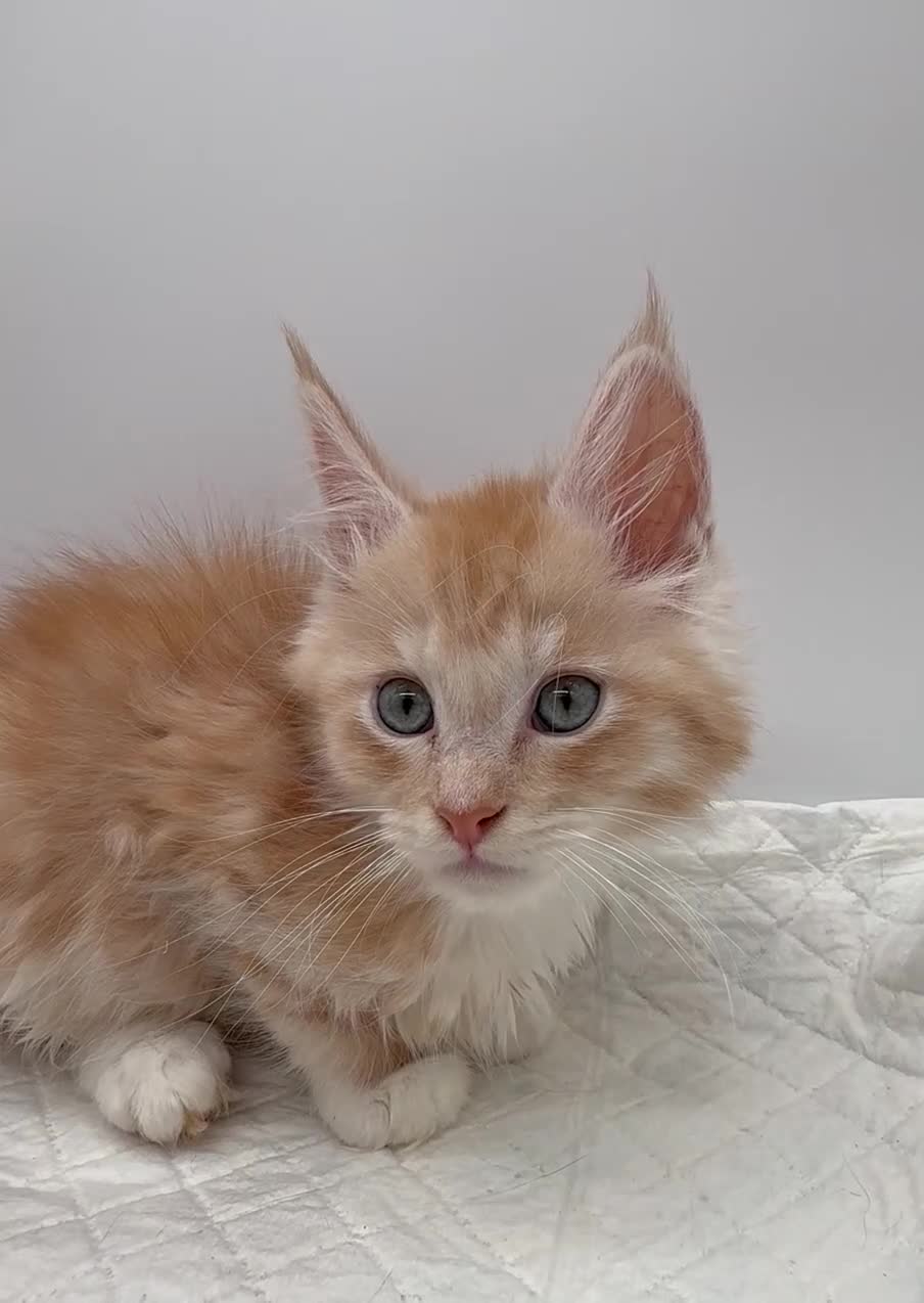 Maine Coon cats for sale: TICA Reg Maine Coon Kittens Red & Tortie Babies - Video 1