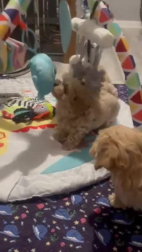 Maltipoo dogs for sale: Tiny F1 Asian Maltipoo puppies. Ready now! - Video 1