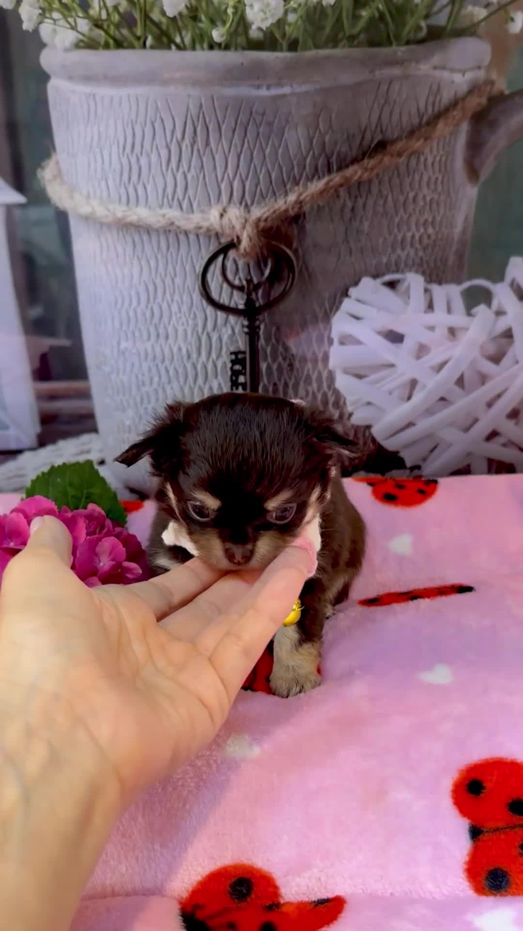 Chihuahua dogs for sale: 💜🤎 Exotic KC LC chihuahuas 🤎💜 - Video 4