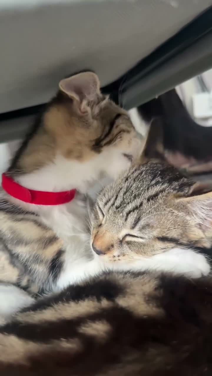 Domestic Shorthair cats for sale: 6 adorable kittens for sale - ready now  - Video 1