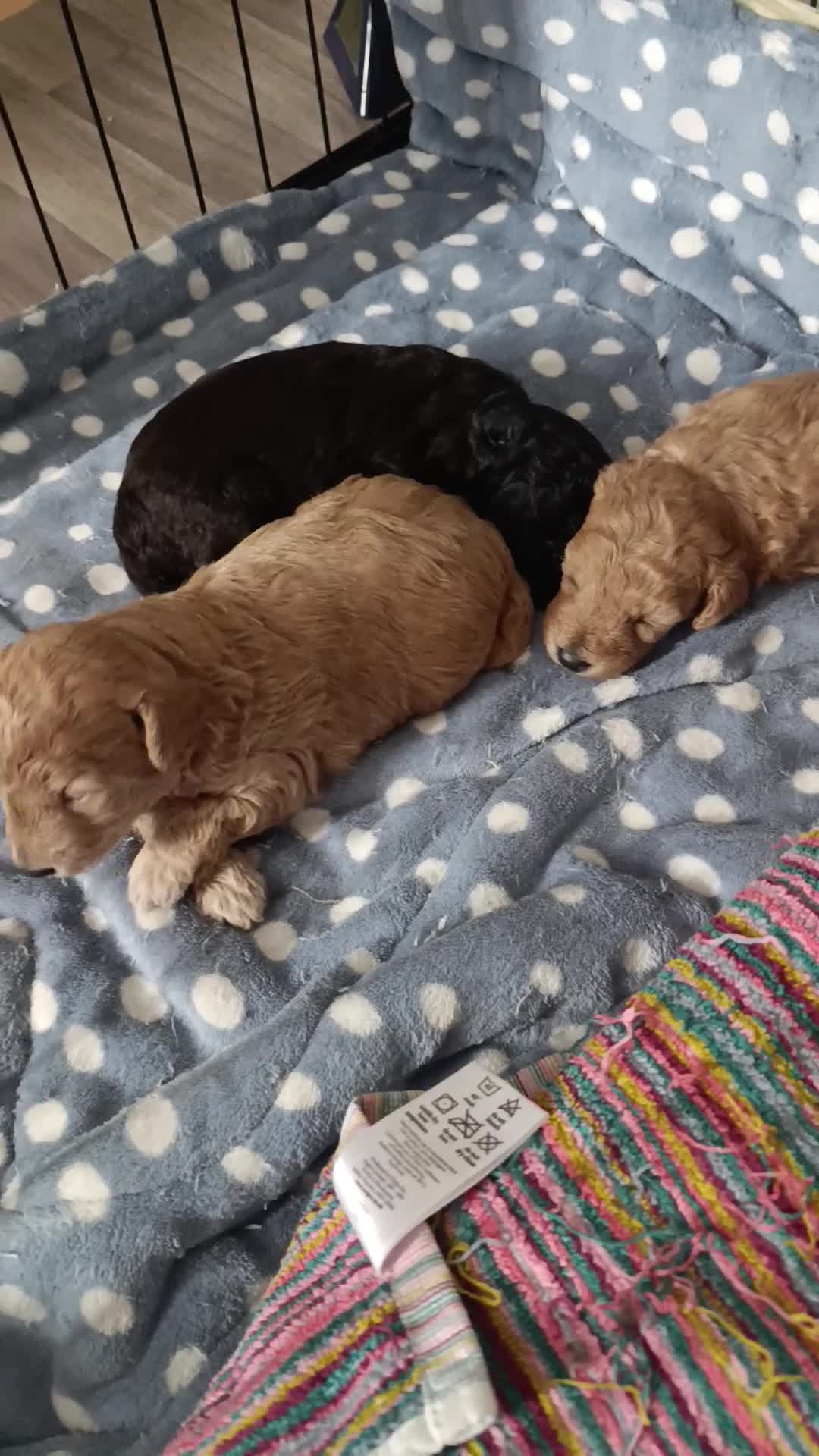 Miniature Poodle dogs for sale: Mini Poodle - Video 2