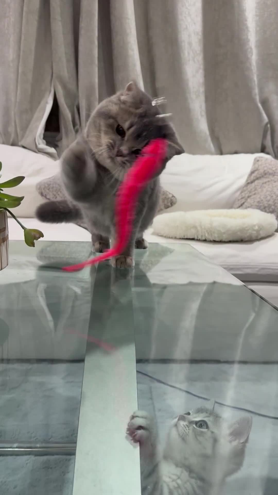 British Shorthair cats for sale: Female British Shorthair  - Video 2