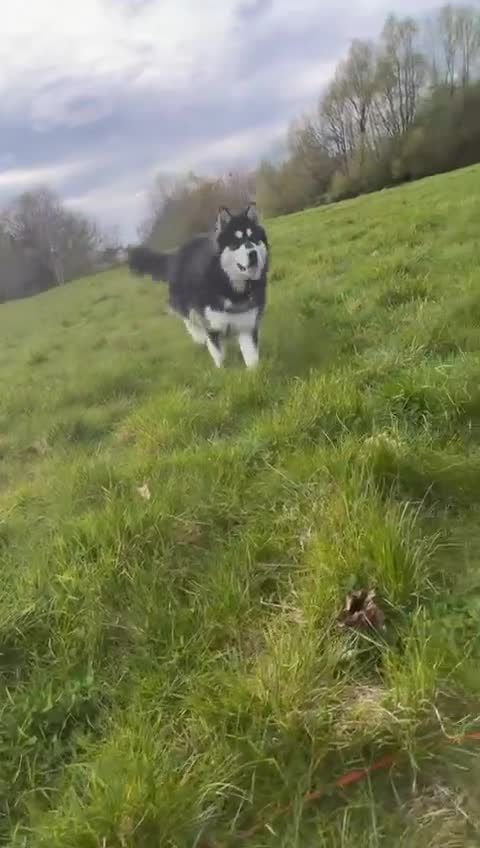 Alaskan Malamute dogs for sale: Female alasakan malamute  in West Bromwich - Video 3