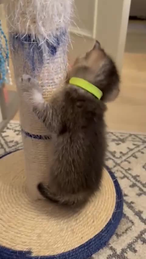 British Shorthair cats for sale: Pedigree British Shorthair kittens  - Video 4