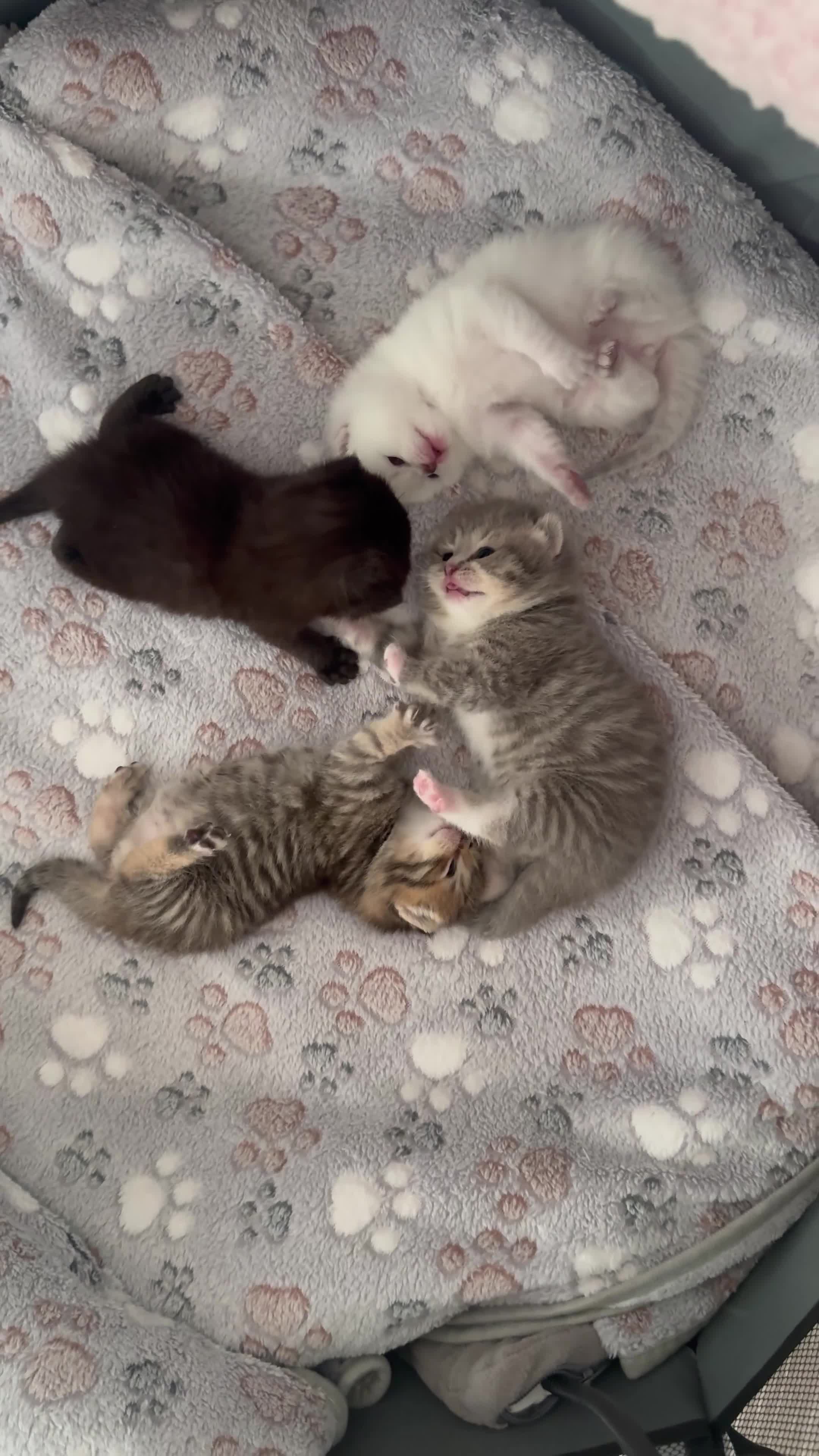British Shorthair cats for sale: Purebred British Shorthair Kittens in Brighton - Video 2