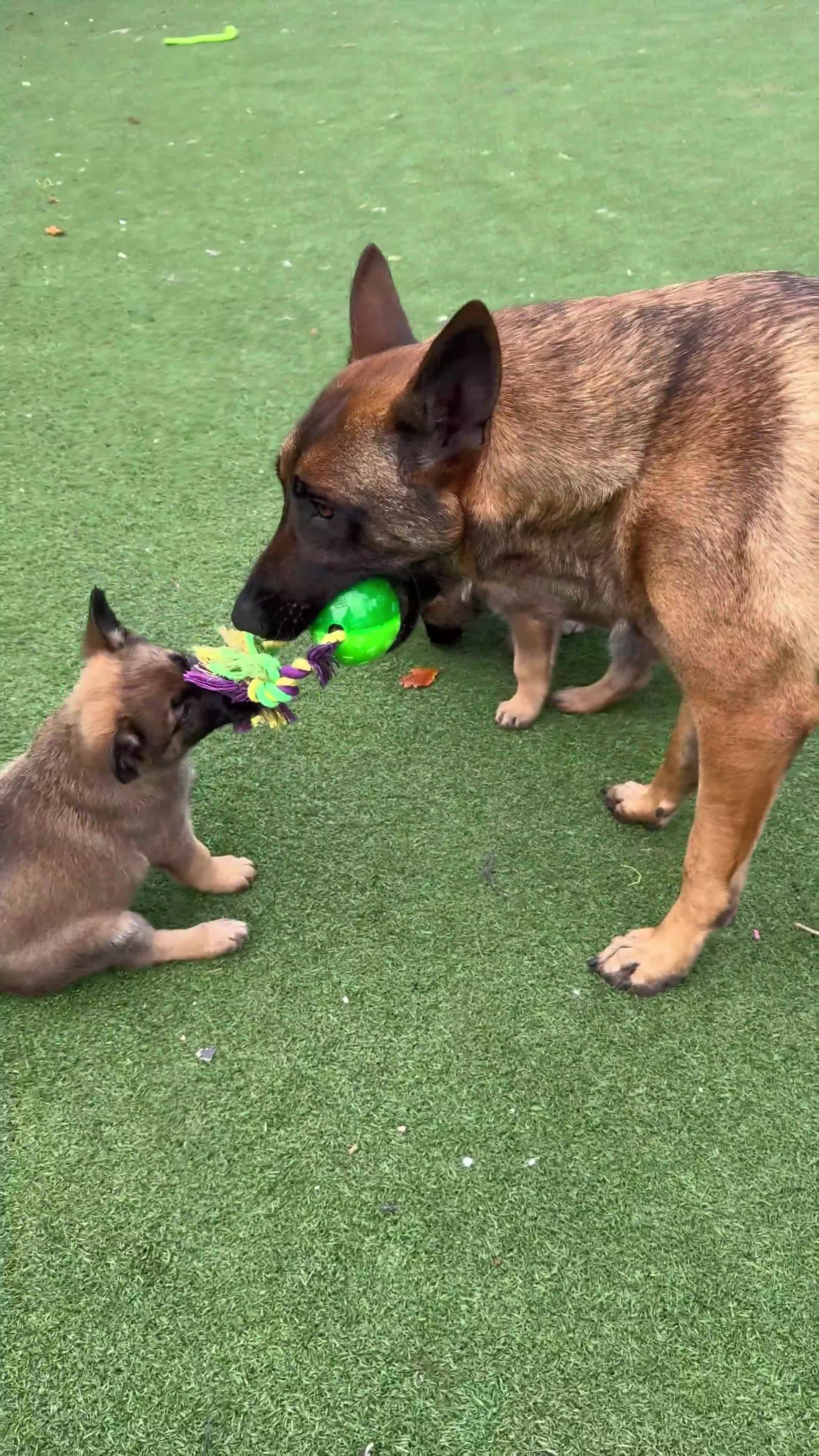 Mixed Breed dogs for sale: 7 German Shepherd & Belgian Malinois Puppies - Video 2