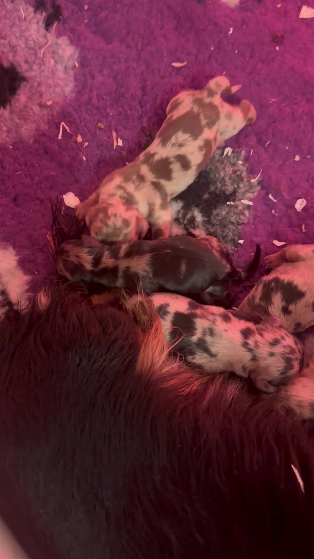 Miniature Dachshund dogs for sale: Miniature Long haired Daschund’s 🐶 - Video 5