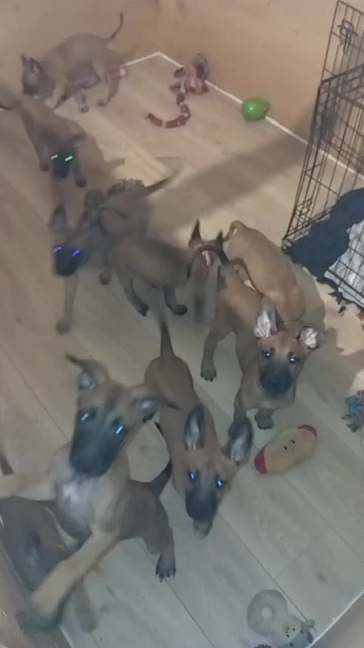 Belgian Shepherd Dog dogs for sale: 9 Belgian malinois  - Video 1