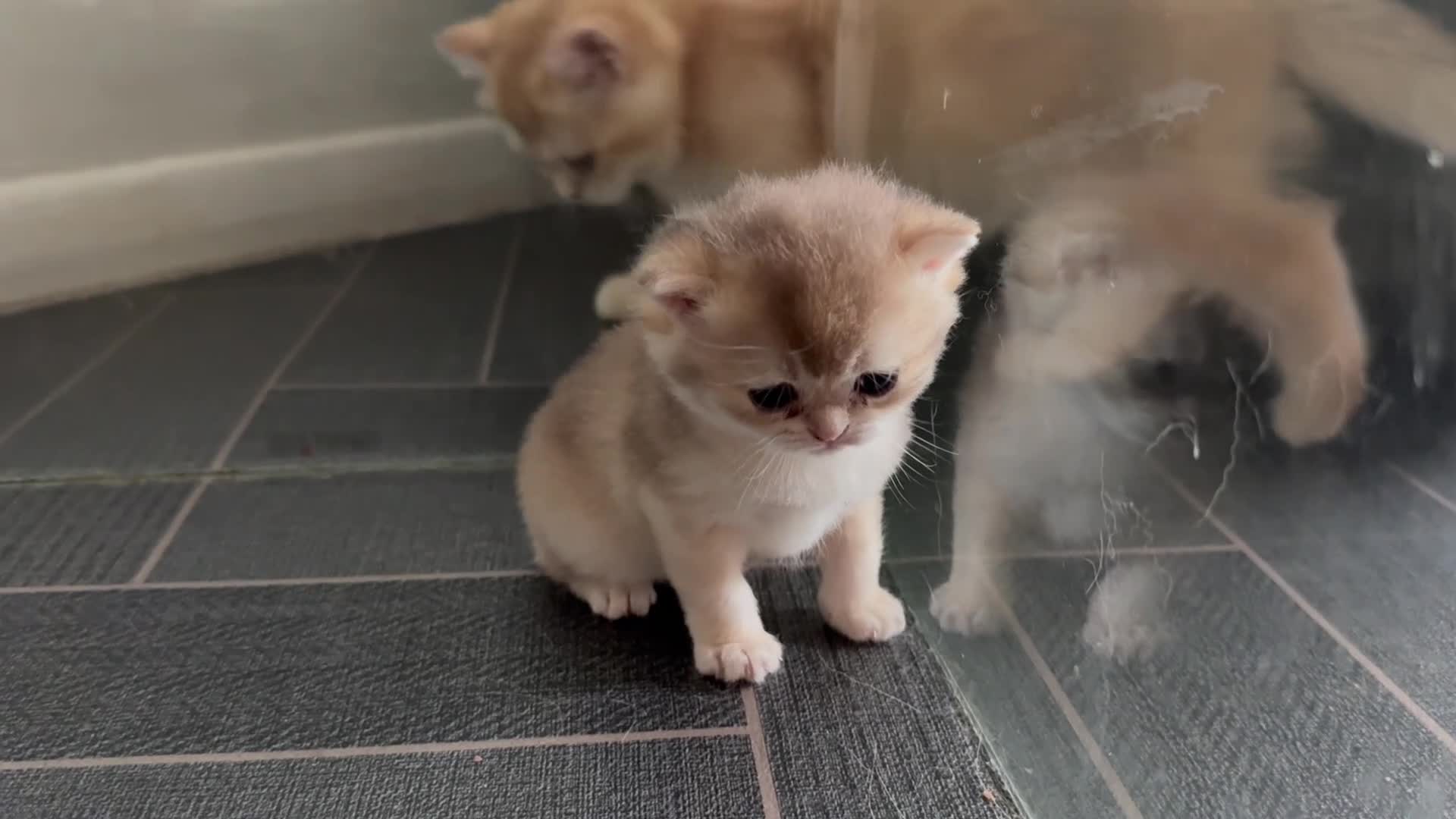 British Shorthair cats for sale: GCCF reg BSH Chocolate and Blue Golden Kittens - Video 1