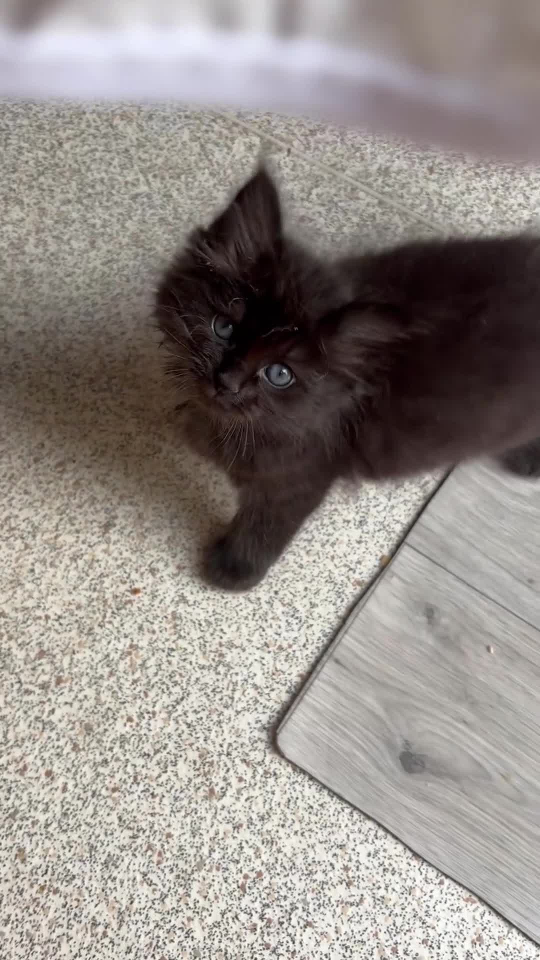 Ragdoll cats for sale: Fluffy Ragdoll-mixed kittens - Video 1