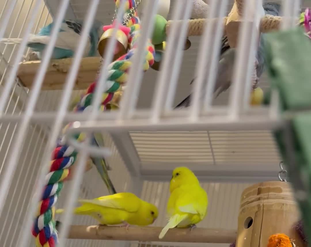 Budgerigars birds for sale: Bonded pair of beautiful yellow budgies  - Video 2