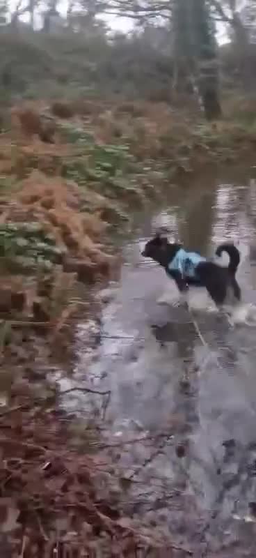 Mixed Breed dogs for adoption: FLEUR-happy&playful girl/ loves dogs/ affectionate - Video 2