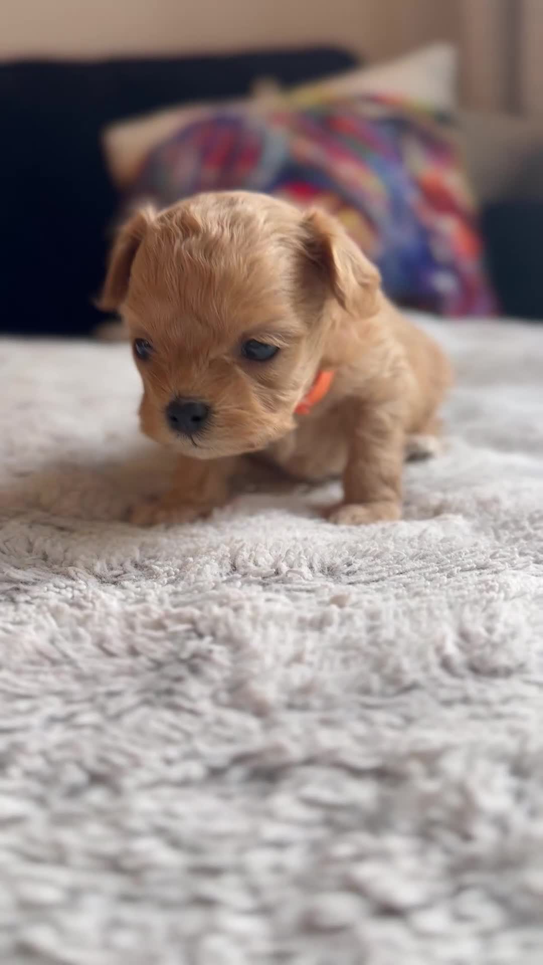 Maltipoo dogs for sale: 🧸Maltipoo puppies Korean & Asian lines - Video 1