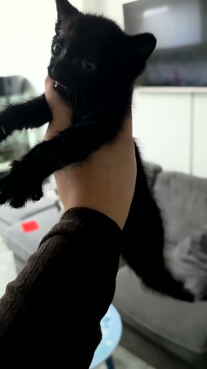 Domestic Shorthair cats for sale: Beautiful kitten for sale - Video 1